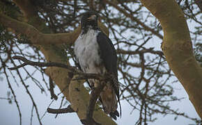 Augur Buzzard