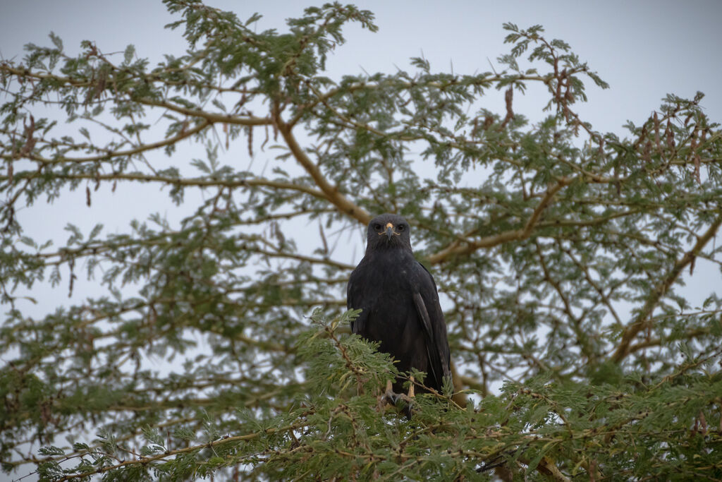 Augur Buzzard