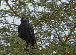 Augur Buzzard