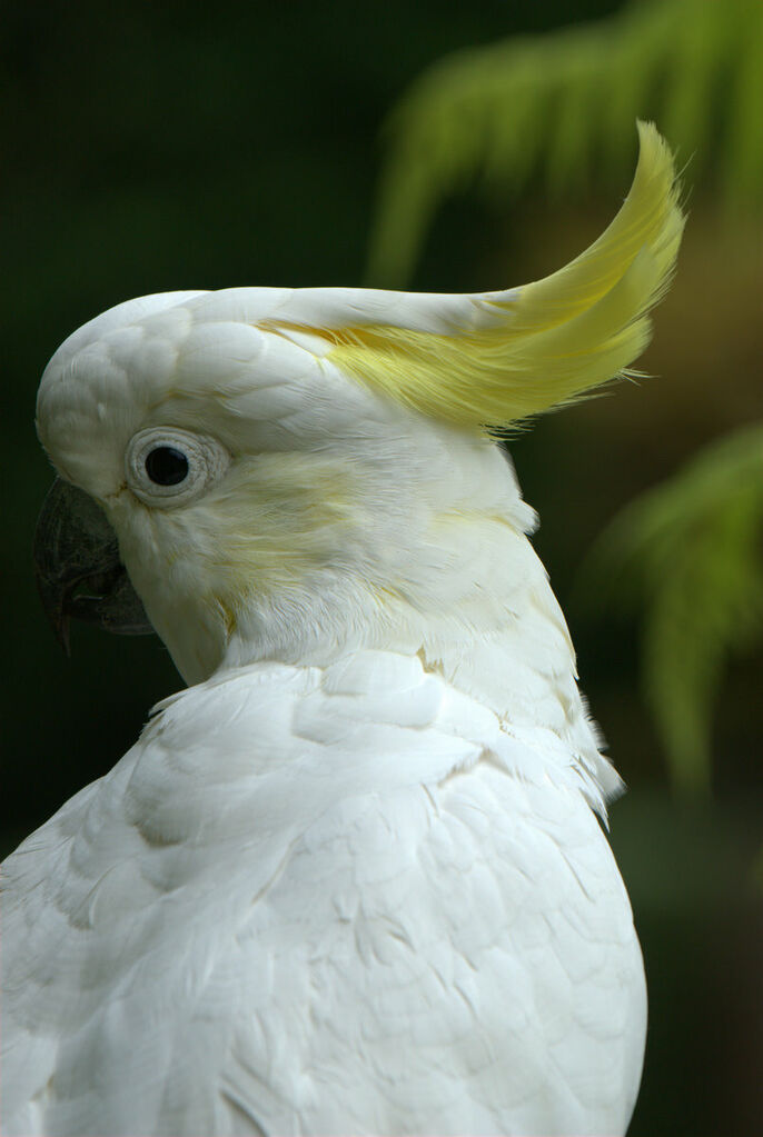 Cacatoès à huppe jaune