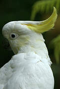 Sulphur-crested Cockatoo