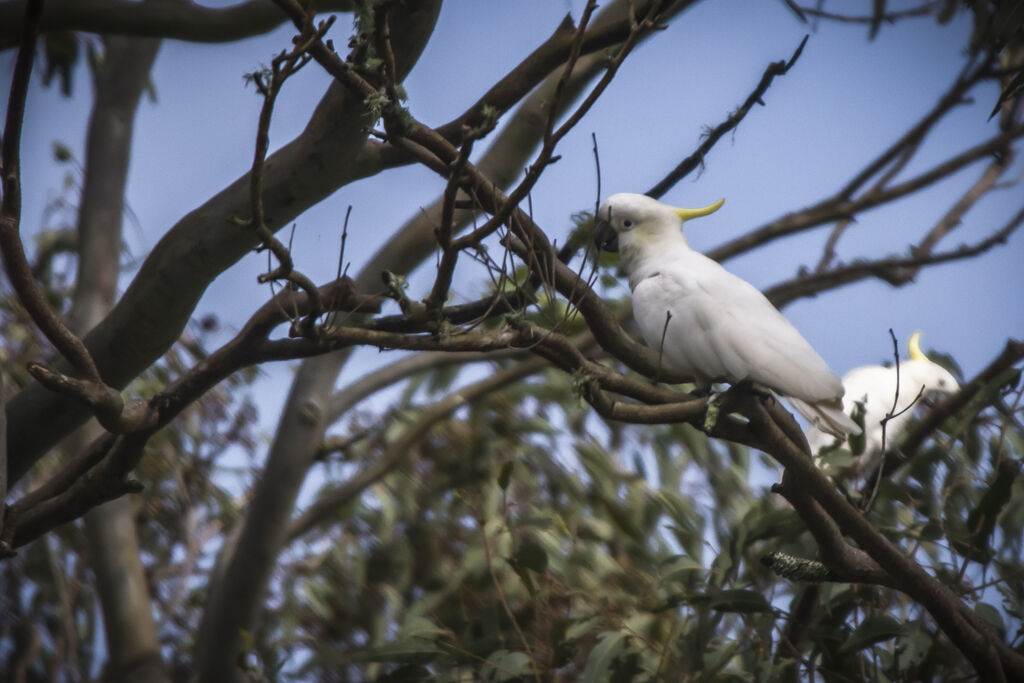 Sulphur-crested Cockatoo