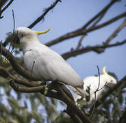 Sulphur-crested Cockatoo