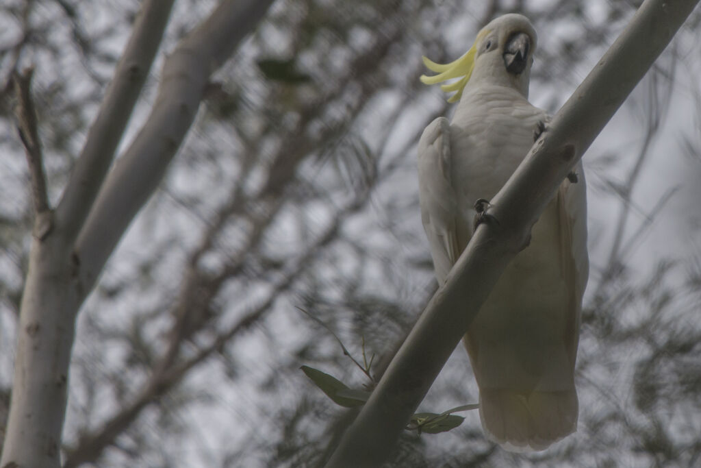 Cacatoès à huppe jaune