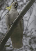 Sulphur-crested Cockatoo