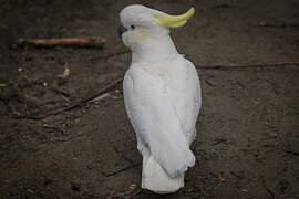 Sulphur-crested Cockatoo