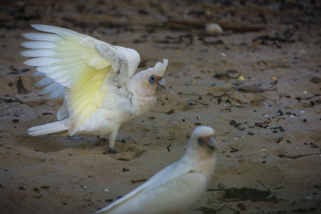 Little Corella