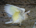 Cacatoès corella