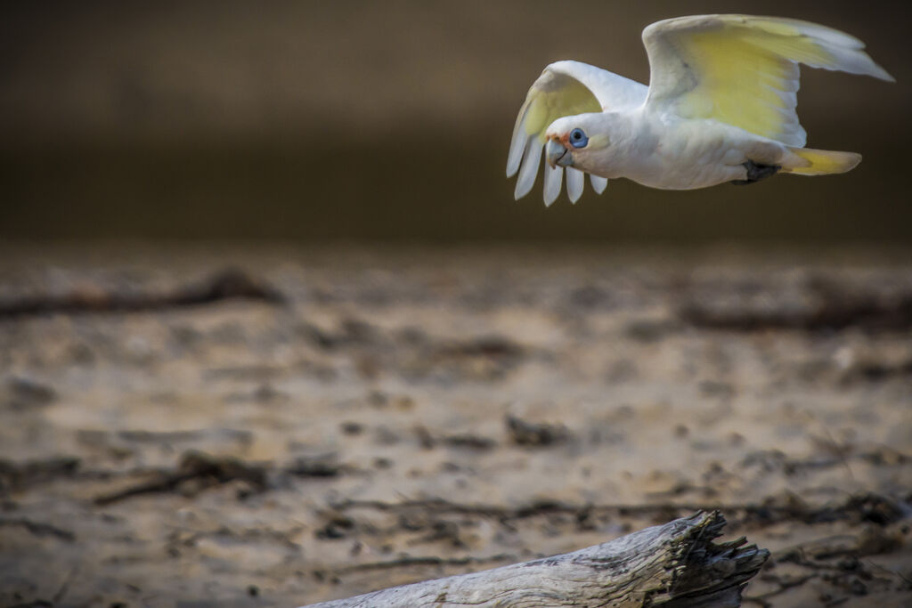 Little Corella