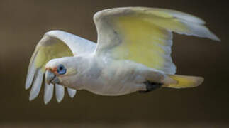 Cacatoès corella