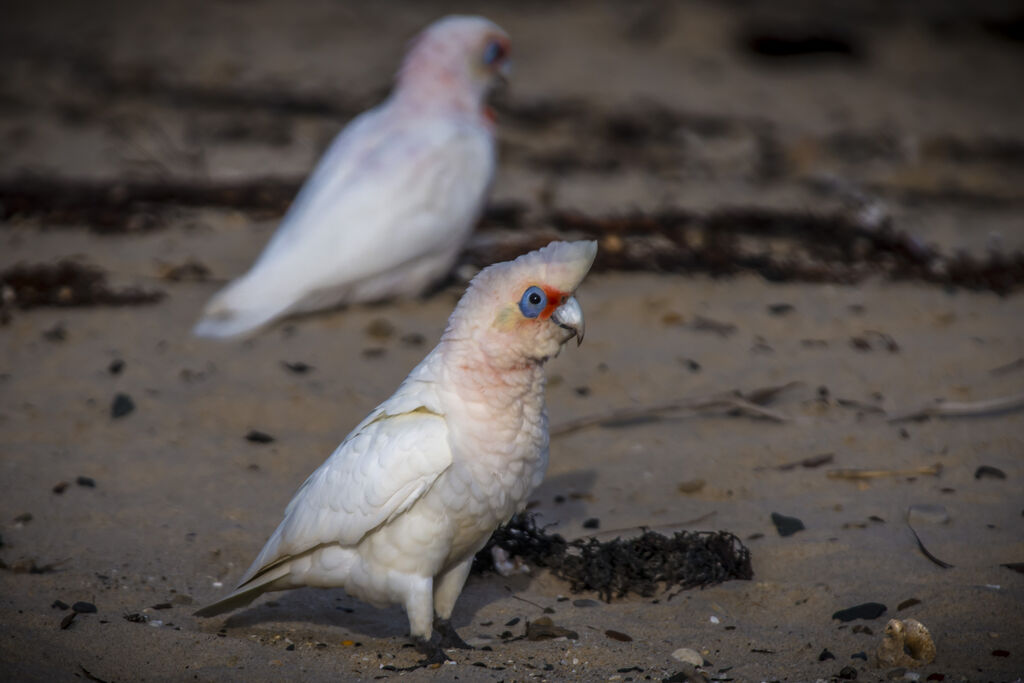 Little Corella