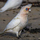 Cacatoès corella