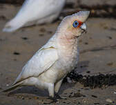 Cacatoès corella