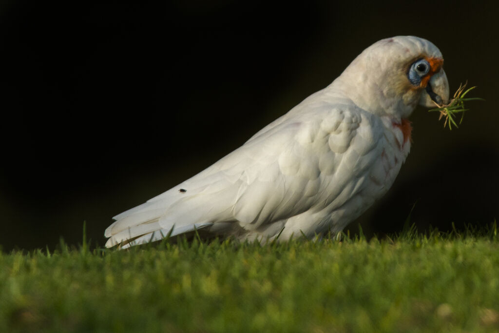 Cacatoès corella