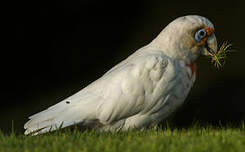 Cacatoès corella