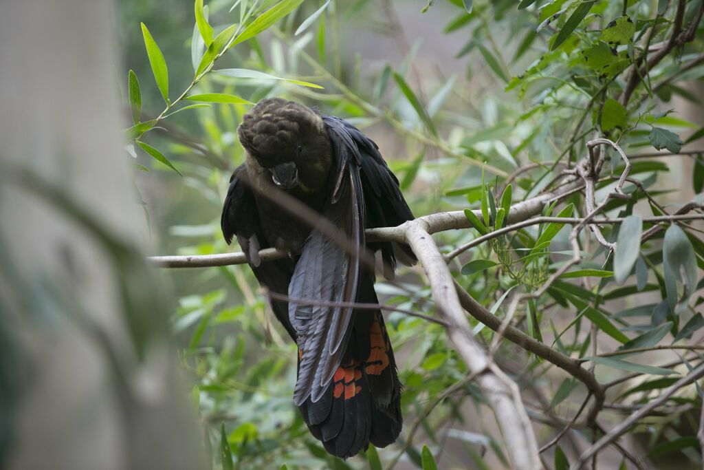 Glossy Black Cockatoo