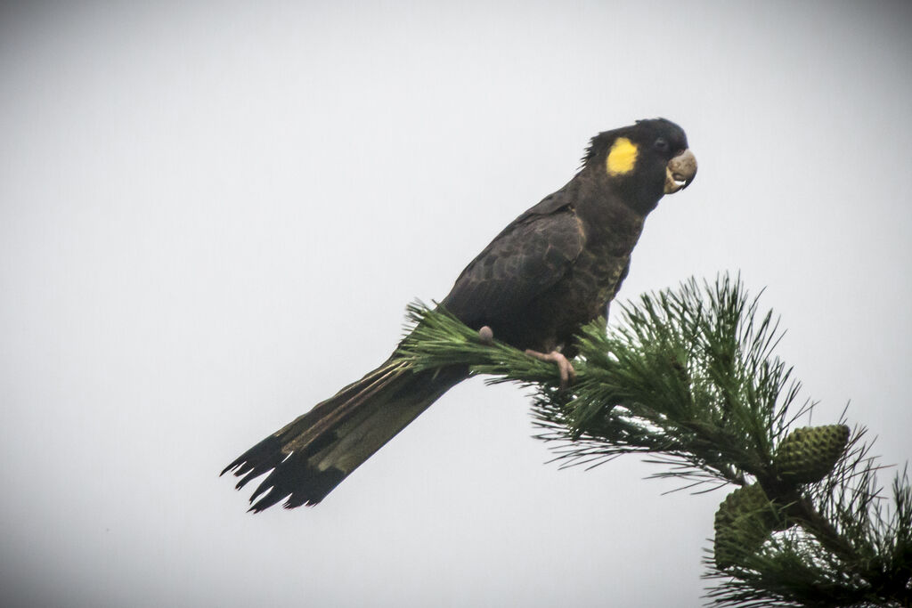 Yellow-tailed Black Cockatoo