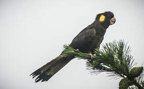 Yellow-tailed Black Cockatoo