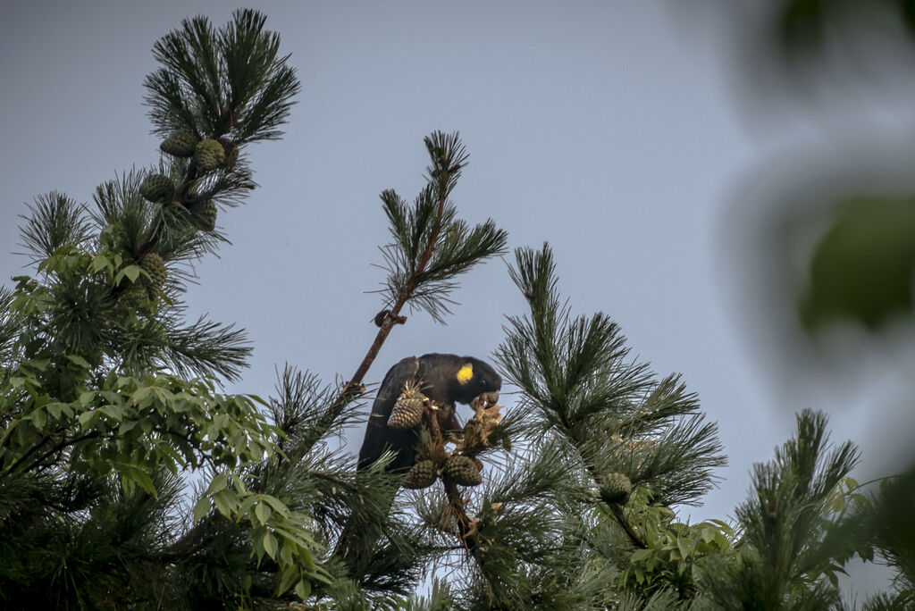 Yellow-tailed Black Cockatoo