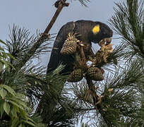 Yellow-tailed Black Cockatoo