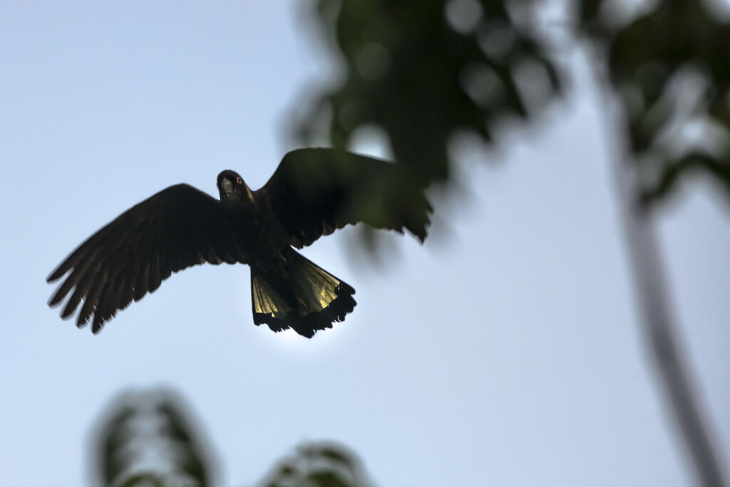 Yellow-tailed Black Cockatoo