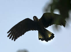 Yellow-tailed Black Cockatoo