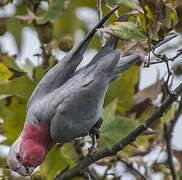 Galah