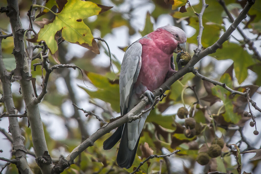 Galah