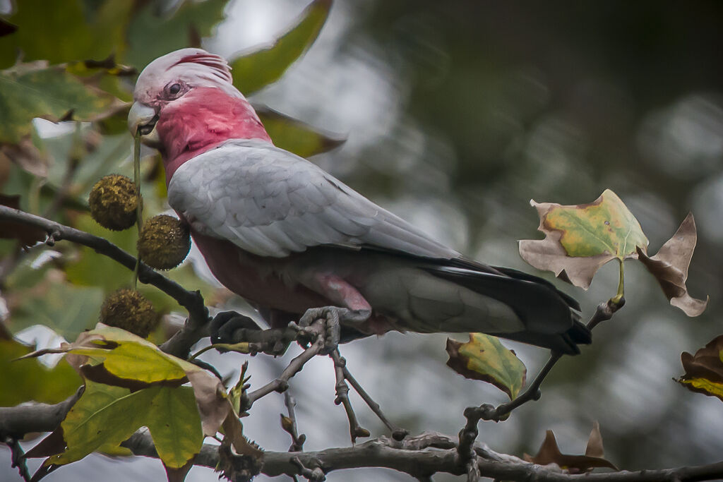 Galah