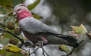 Galah