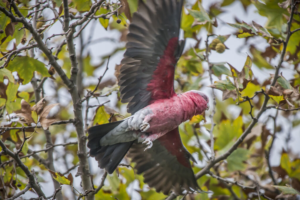 Galah