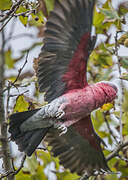 Galah