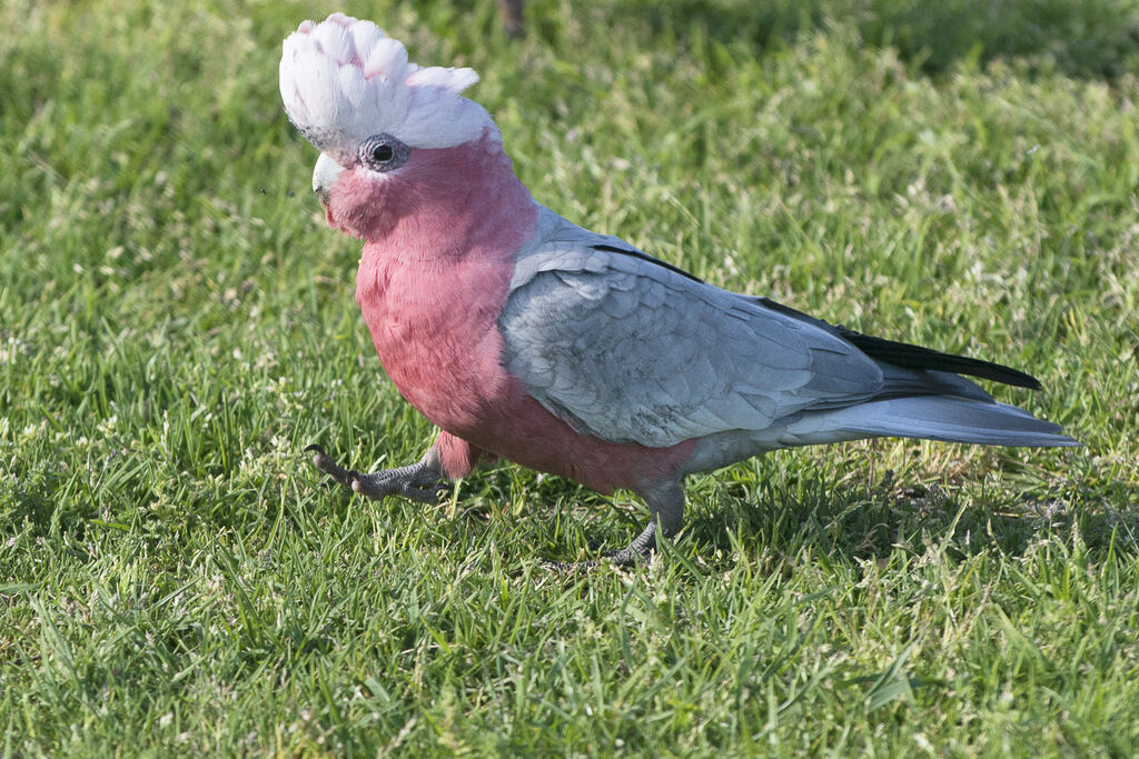 Galah