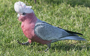 Galah