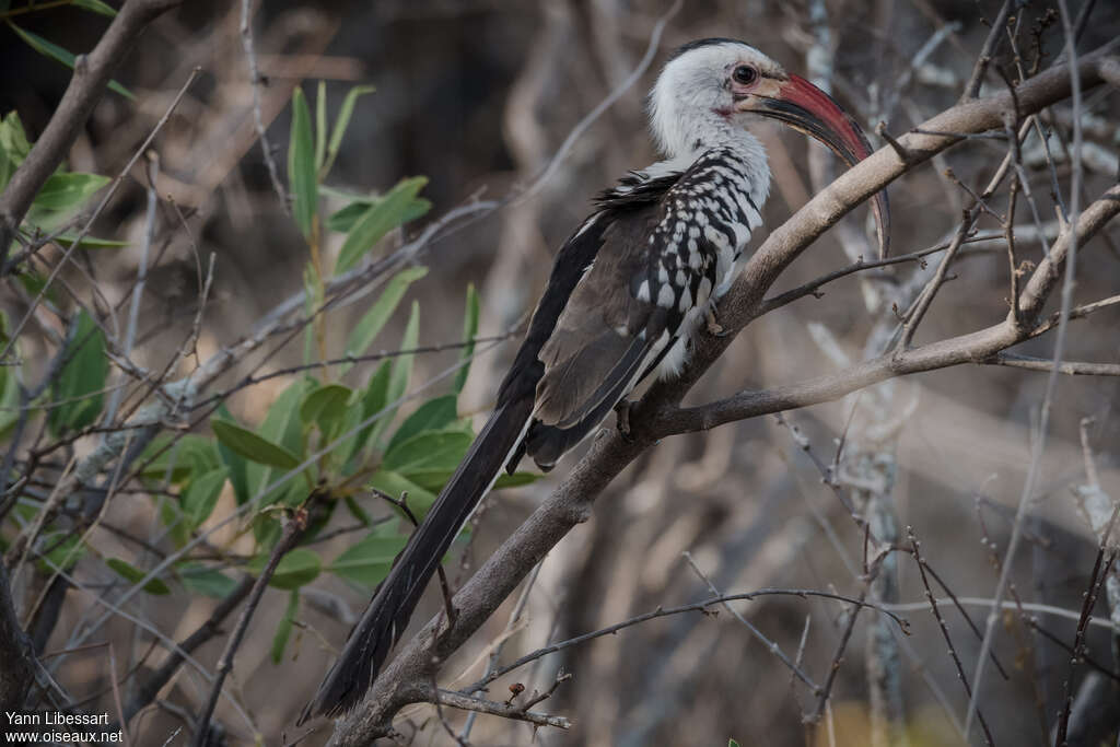 Northern Red-billed Hornbill male adult, identification