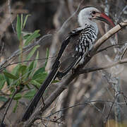 Northern Red-billed Hornbill