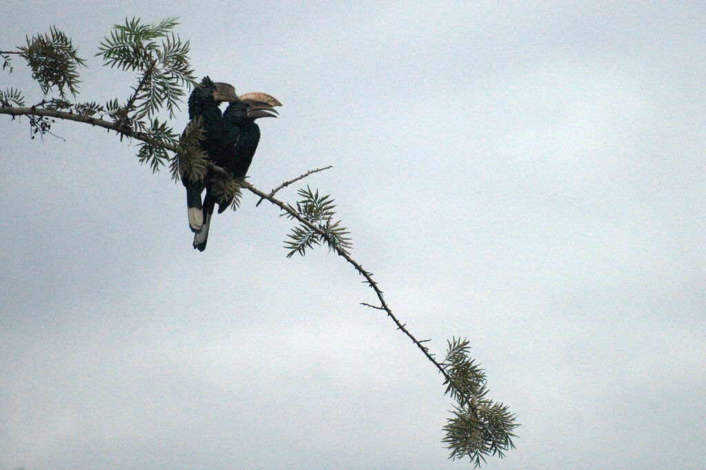 Silvery-cheeked Hornbill 