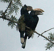 Silvery-cheeked Hornbill