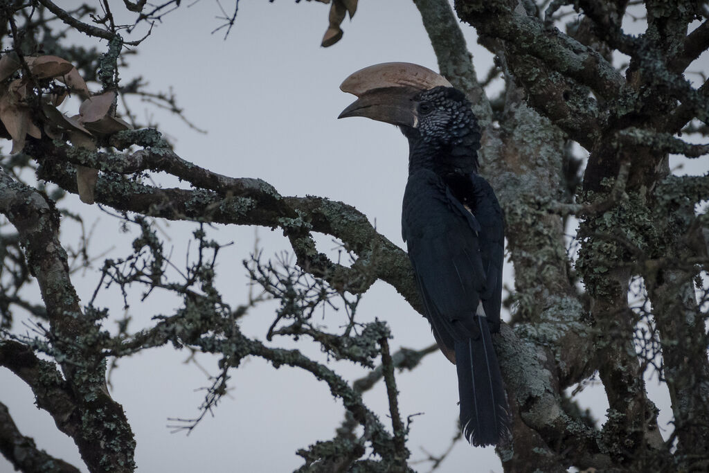 Silvery-cheeked Hornbill