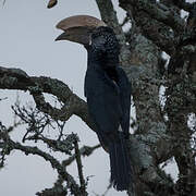 Silvery-cheeked Hornbill