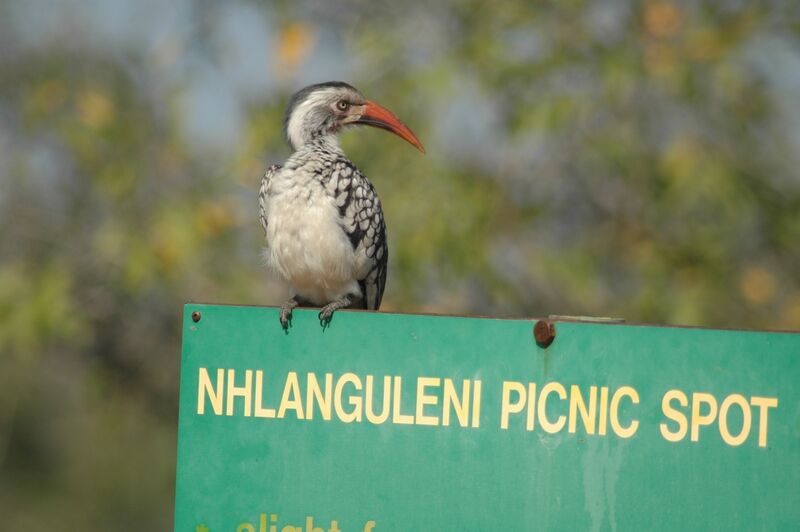 Southern Red-billed Hornbill