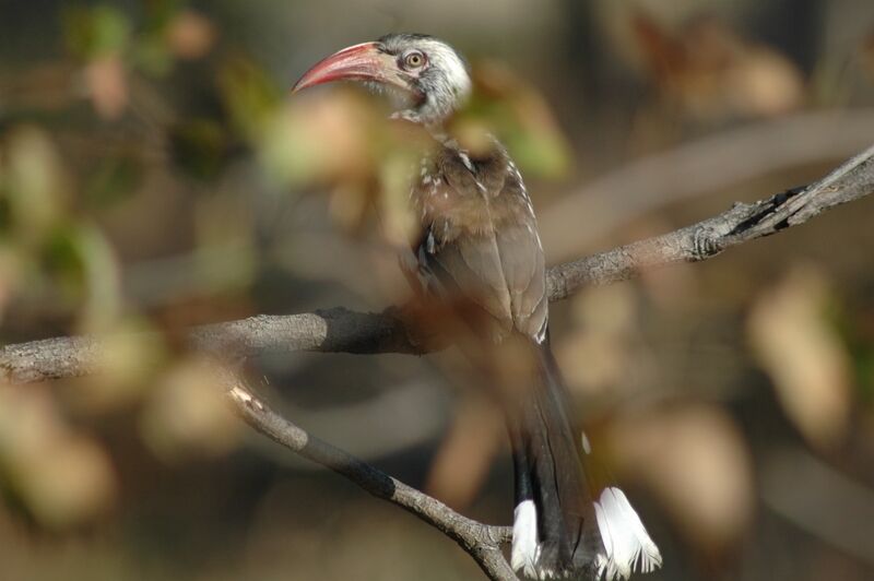 Southern Red-billed Hornbill