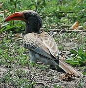 Bradfield's Hornbill