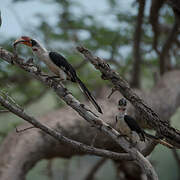 Von der Decken's Hornbill