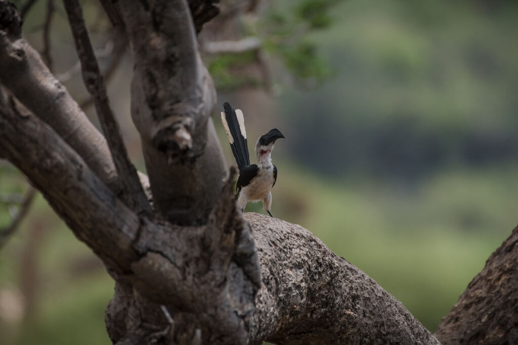 Von der Decken's Hornbill