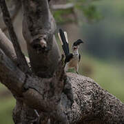 Von der Decken's Hornbill