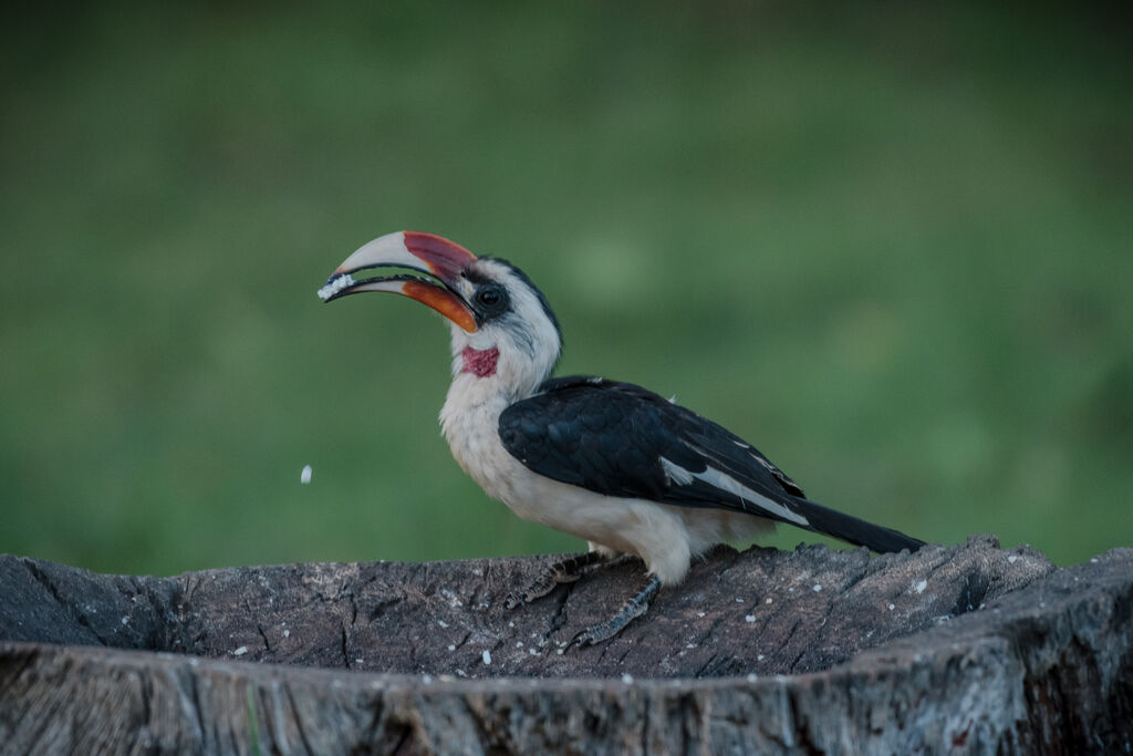 Von der Decken's Hornbill