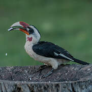 Von der Decken's Hornbill