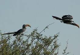 Southern Yellow-billed Hornbill