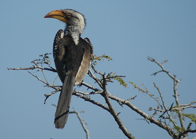 Southern Yellow-billed Hornbill